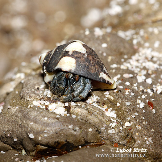 �لسرطان الناسك