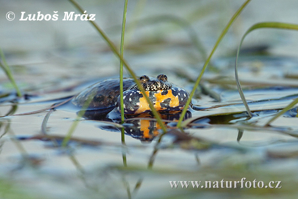 Червенокоремна бумка