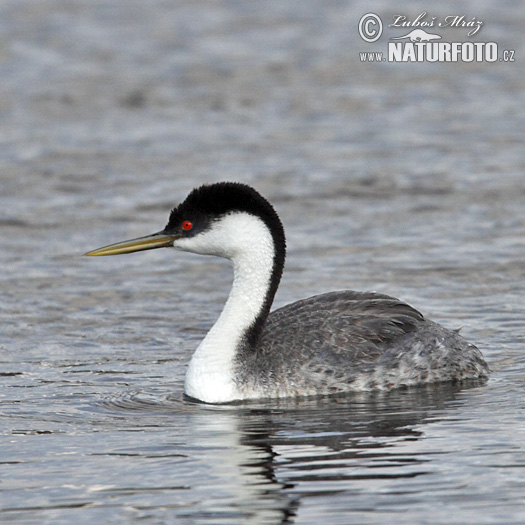 Западноамериканская поганка