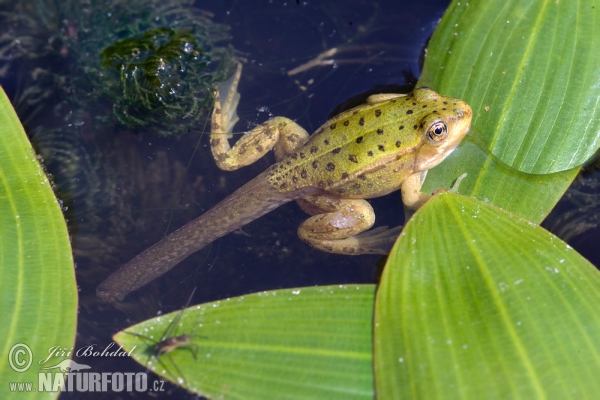 елена водна жаба