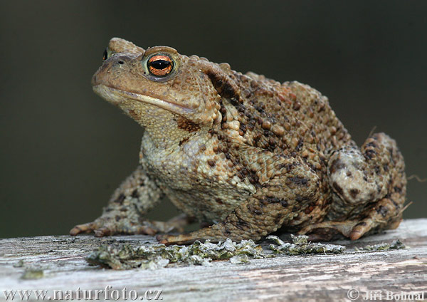 Кафява крастава жаба