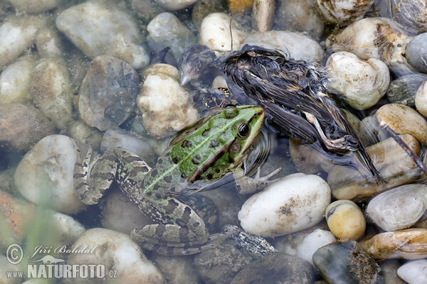 Зелена водна жаба