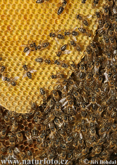 نحل العسل الغربي
