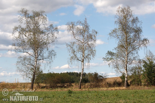 Береза бородавчата