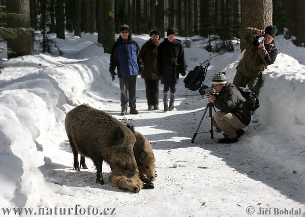 Дива свиња