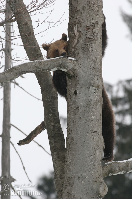 Кафява мечка