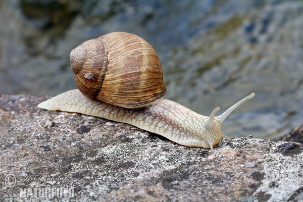 حلزون رومی