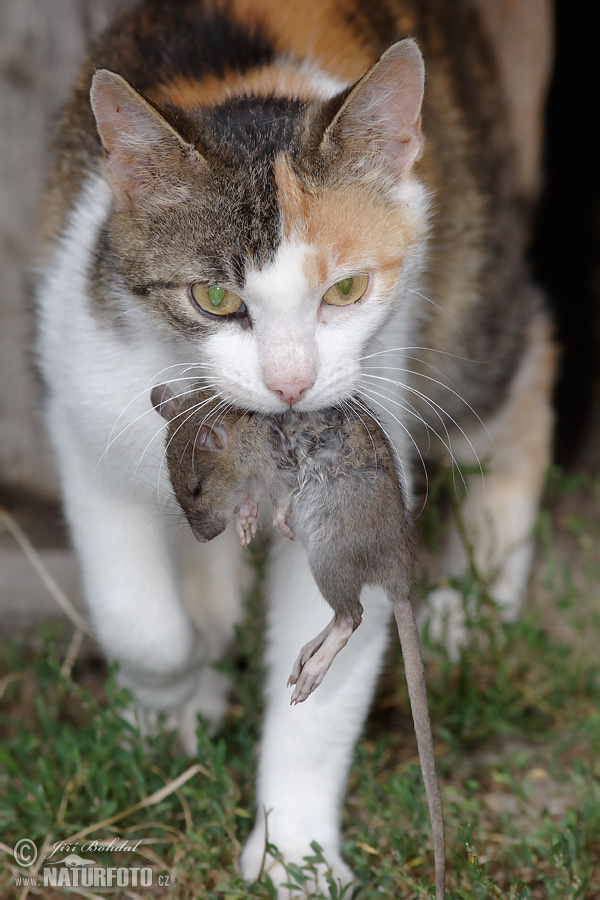 Кот свойскі