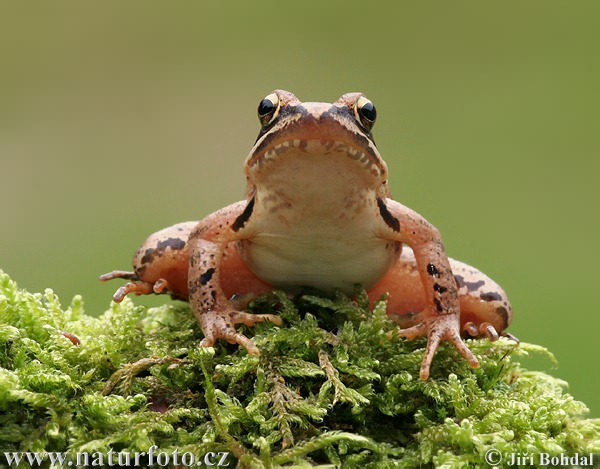 орска жаба