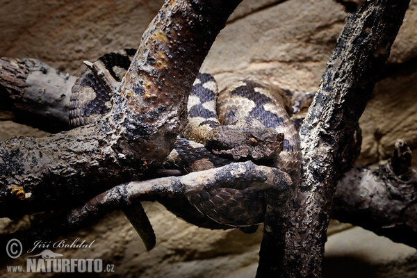 Носатая гадюка