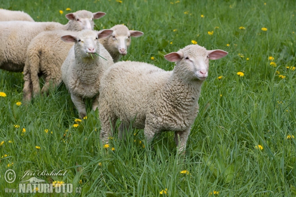 Домашна овца