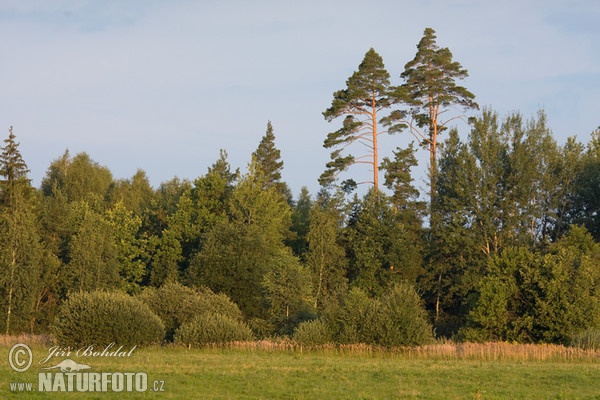 Бели бор