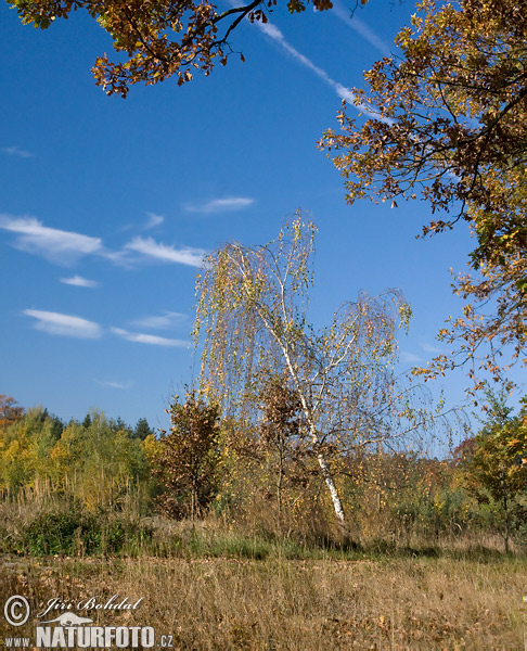 Береза бородавчата