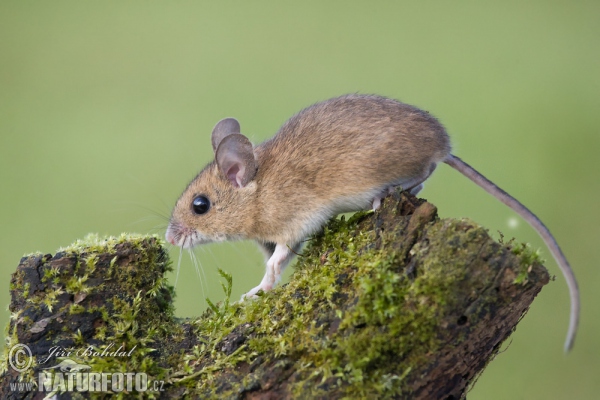 Шумски миш