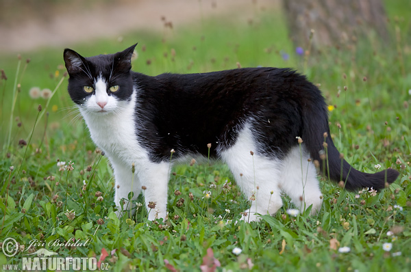 Котка