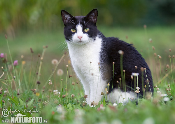 Котка