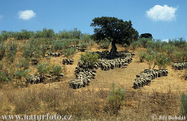 Իսպանիա