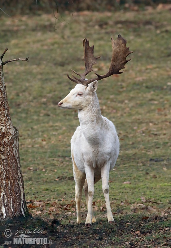 Лань