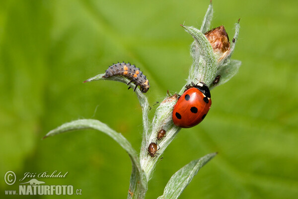 7-spot Ladybird Beetle (Coccinella septempunctata)