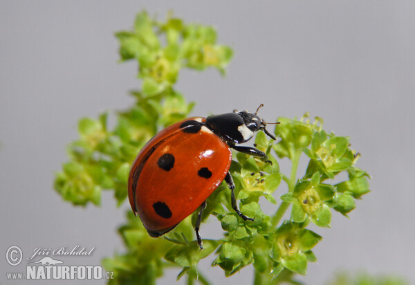 7-spot Ladybird Beetle (Coccinella septempunctata)