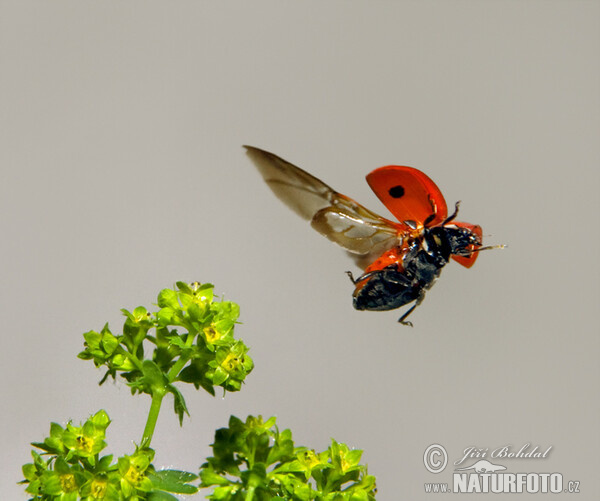 7-spot Ladybird Beetle (Coccinella septempunctata)