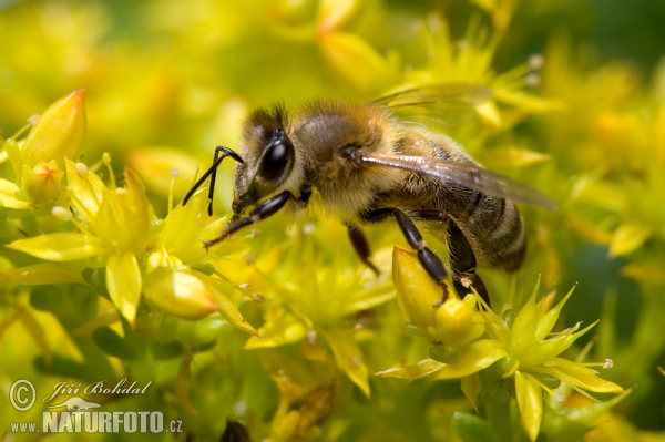 Abeille européenne