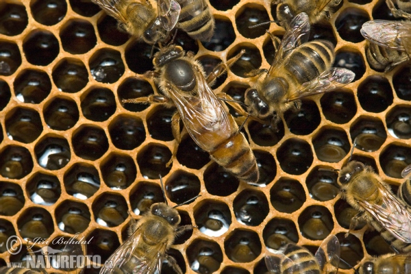 Abeille européenne