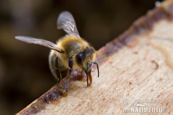 Abeille européenne