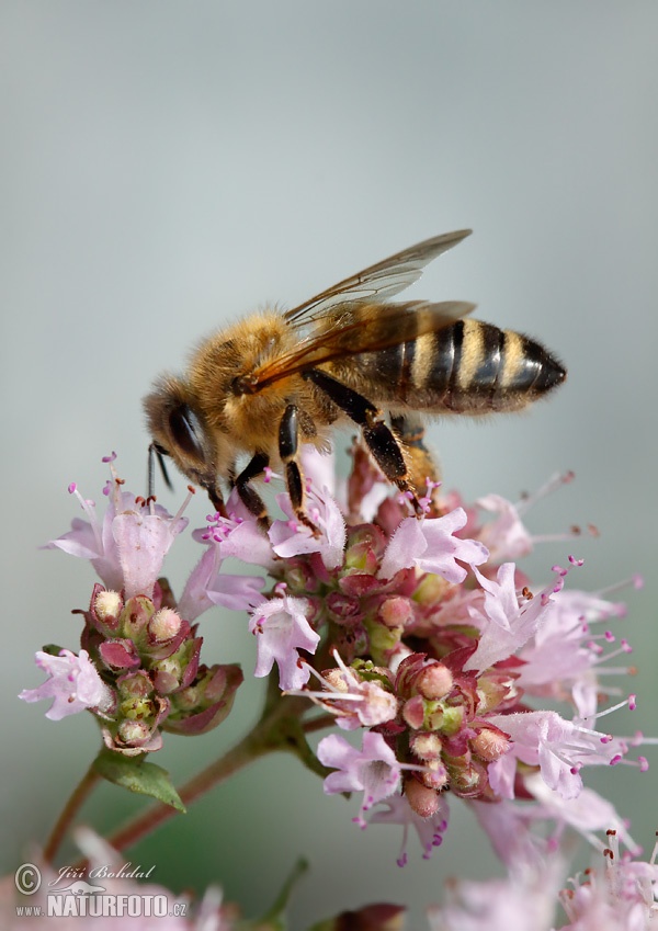 Abeille européenne