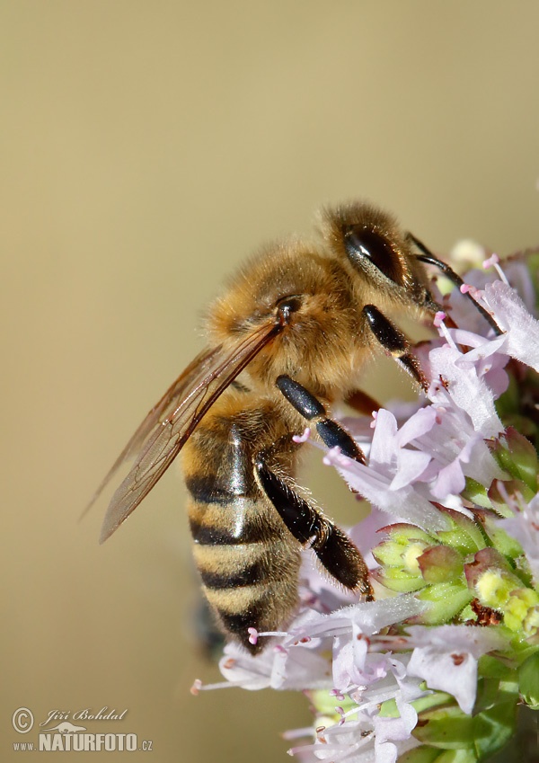 Abeille européenne