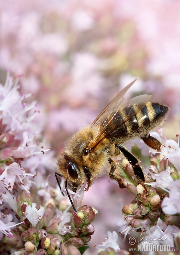 Abeille européenne