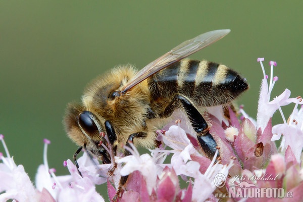 Abeille européenne