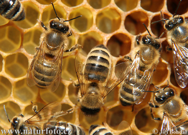 Abeille européenne