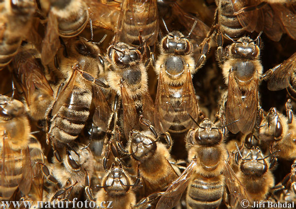 Abeille européenne