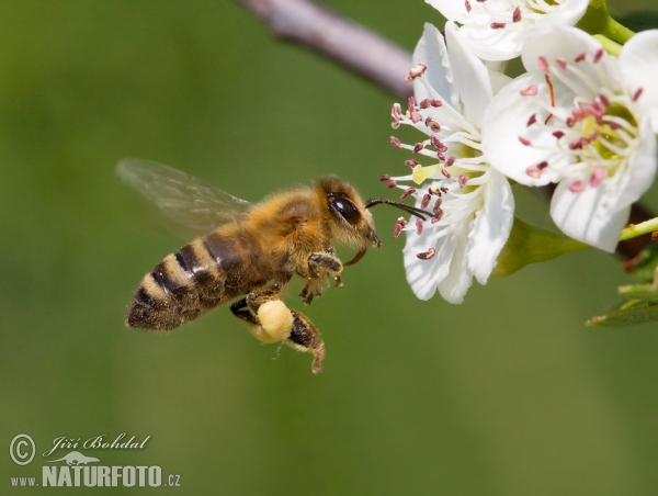 Abeille européenne