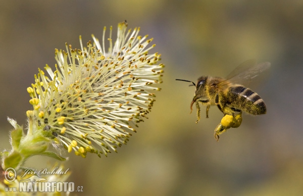 Abeille européenne