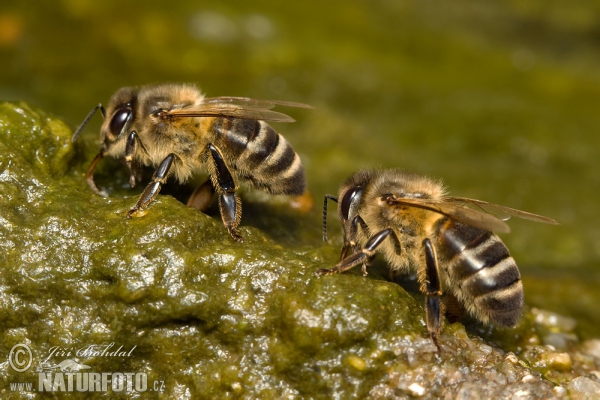 Abeille européenne