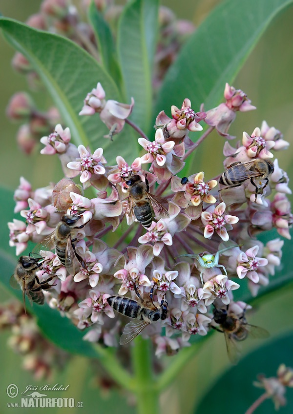 Abeja europea