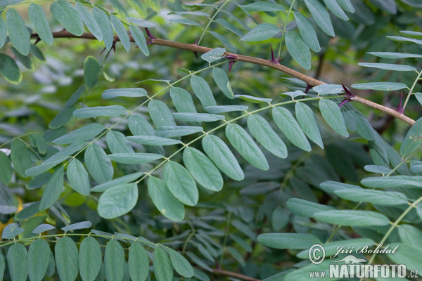 Acacia espinosa - Falsa acacia