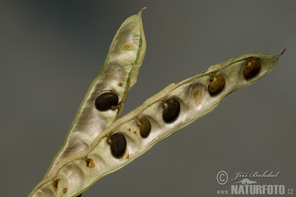 Acacia espinosa - Falsa acacia