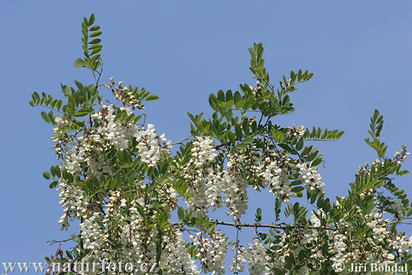 Acacia espinosa - Falsa acacia