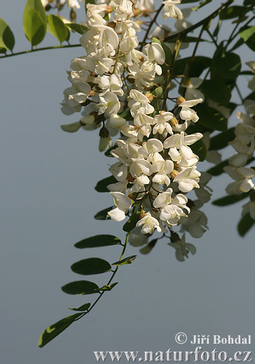 Acacia espinosa - Falsa acacia