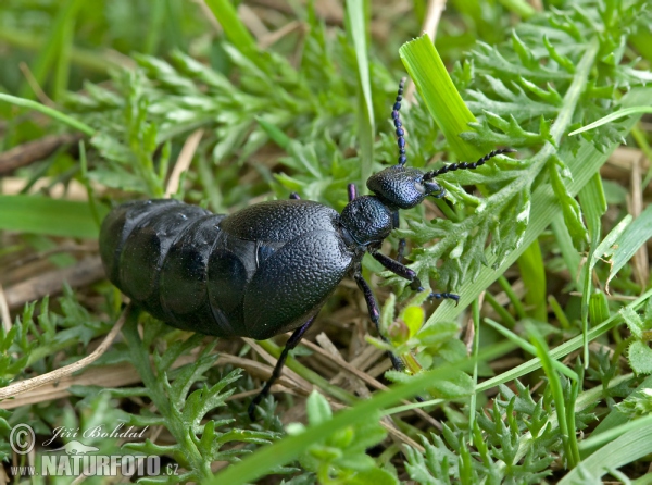 Aceitera carraleja común