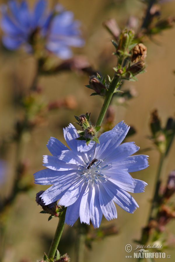 Achicoria común