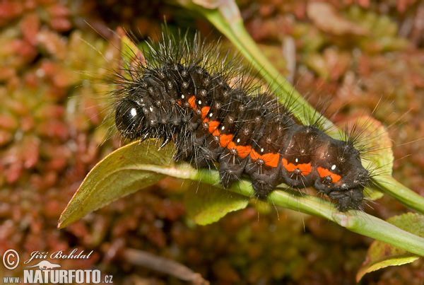 Acronicta menyanthidis