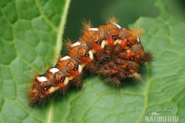 Acronicta ruminis