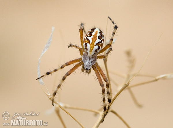 Aculepeira armida