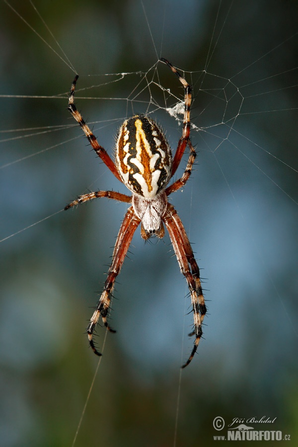 Aculepeira armida