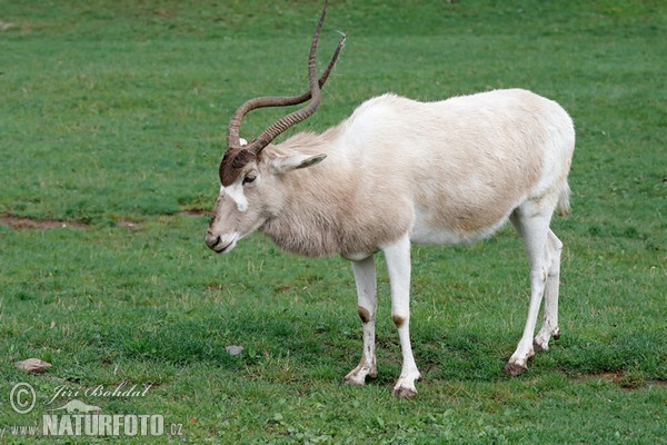 Addax nasomaculatus