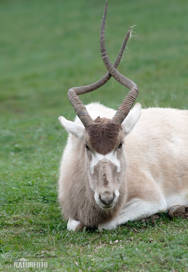 Addax nasomaculatus